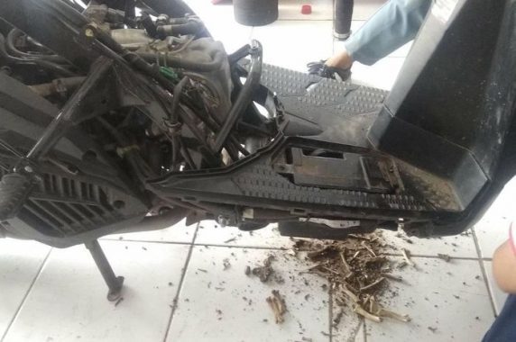 Tips Supaya Sepeda Motor Tidak Menjadi Sarang Hewan Federal Oil